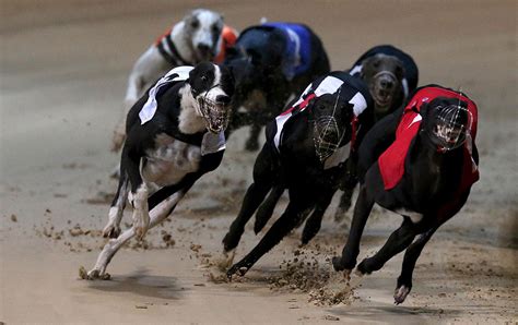 sporting life greyhound tips|Greyhound Tips: A trap.